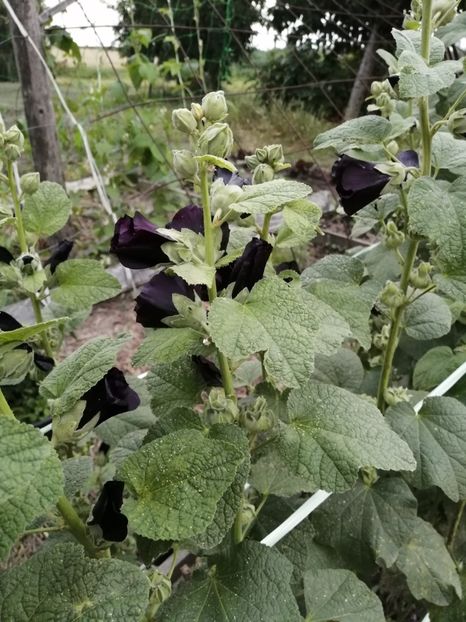  - SEMINTE NALBA NEAGRA - D 146 Hollyhock Black