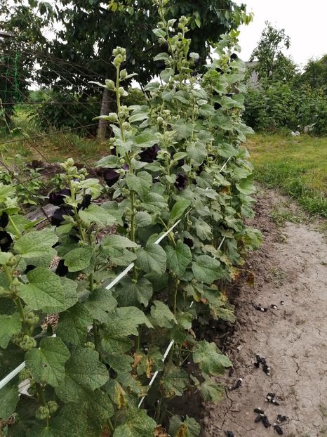  - SEMINTE NALBA NEAGRA - D 146 Hollyhock Black