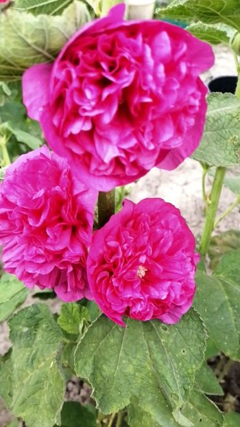 ciclamen - SEMINTE NALBA DE GRADINA DUBLA - D 103 MIX