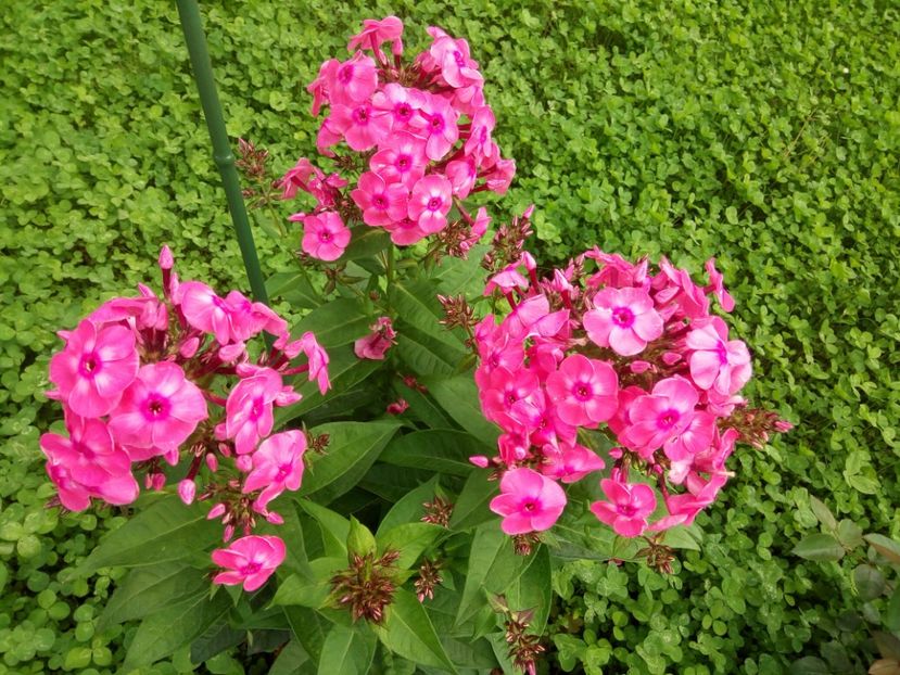  - 0- PHLOX - ECHINACEA- RUDBECKIA- si alte perene
