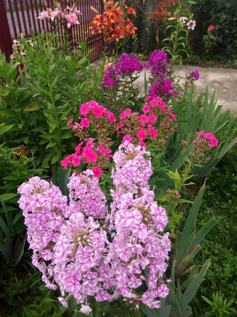  - 0- PHLOX - ECHINACEA- RUDBECKIA- si alte perene