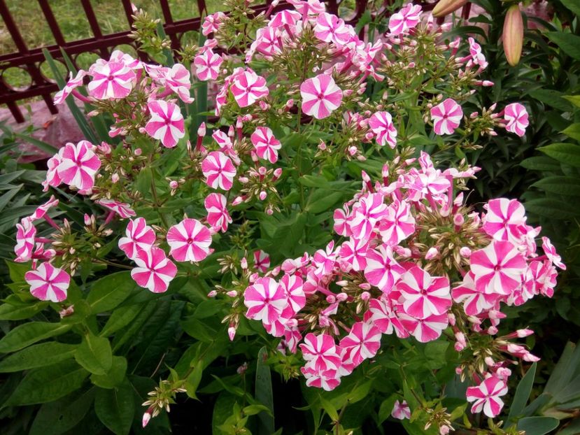  - 0- PHLOX - ECHINACEA- RUDBECKIA- si alte perene