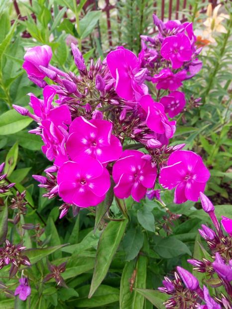  - 0- PHLOX - ECHINACEA- RUDBECKIA- si alte perene