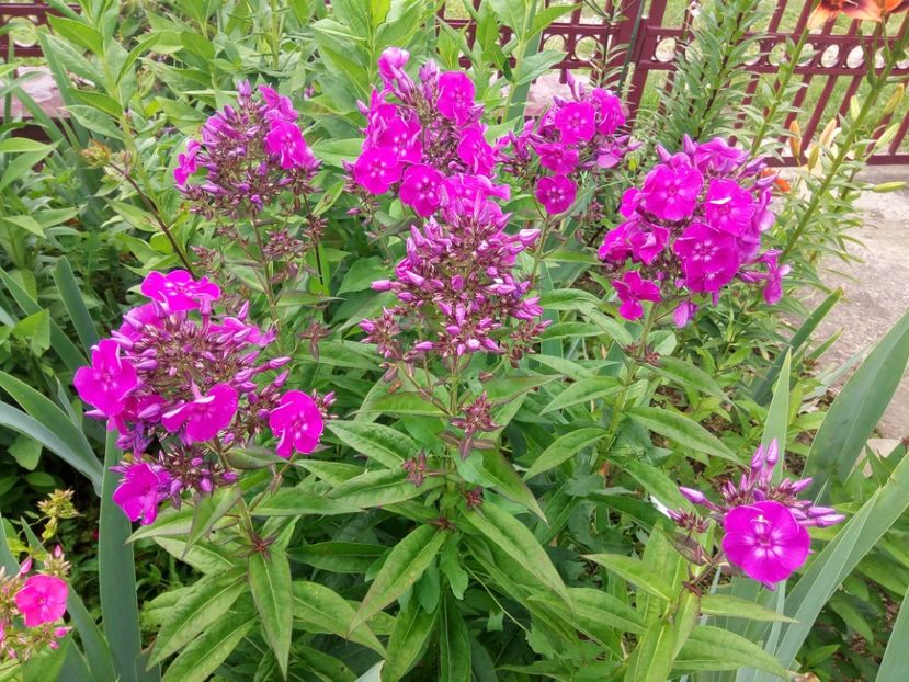  - 0- PHLOX - ECHINACEA- RUDBECKIA- si alte perene