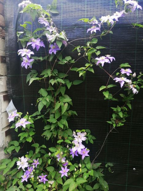  - Clematis