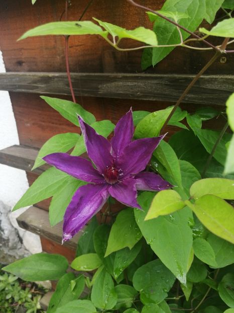  - Clematis
