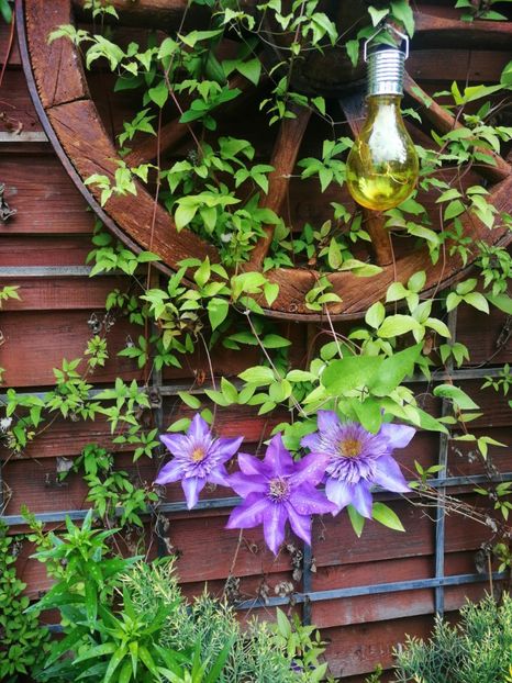  - Clematis