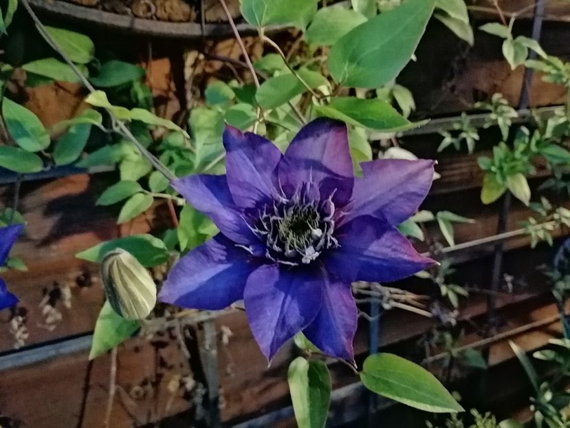 - Clematis