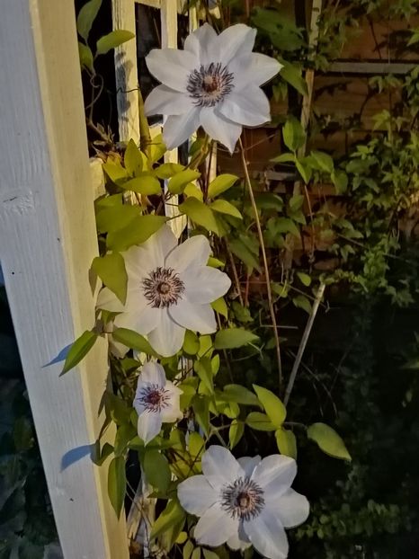  - Clematis