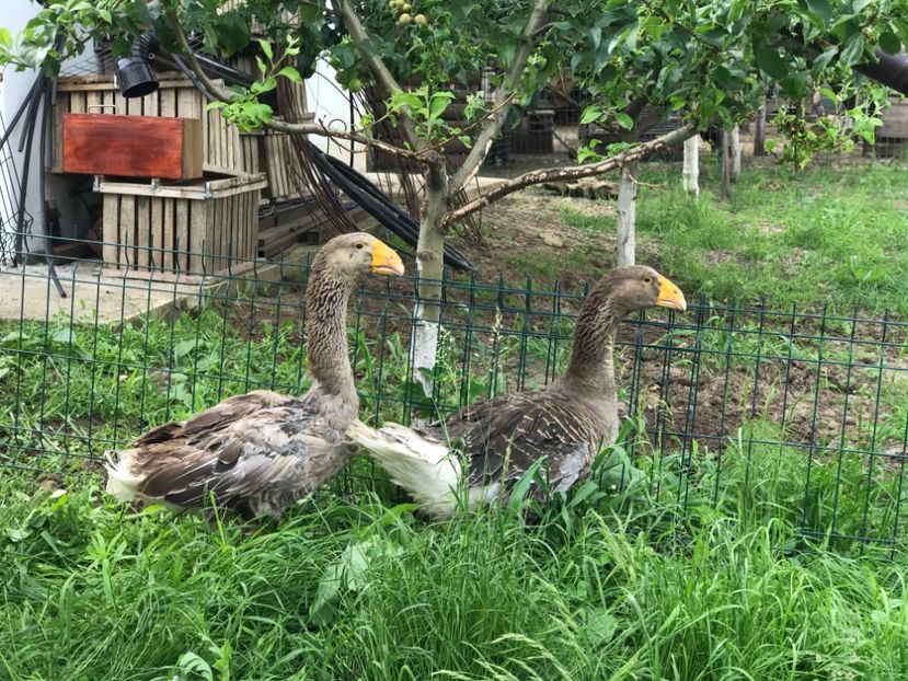 590C6F9B-5776-4726-9986-840199F082A4 - GÂȘTE TULA