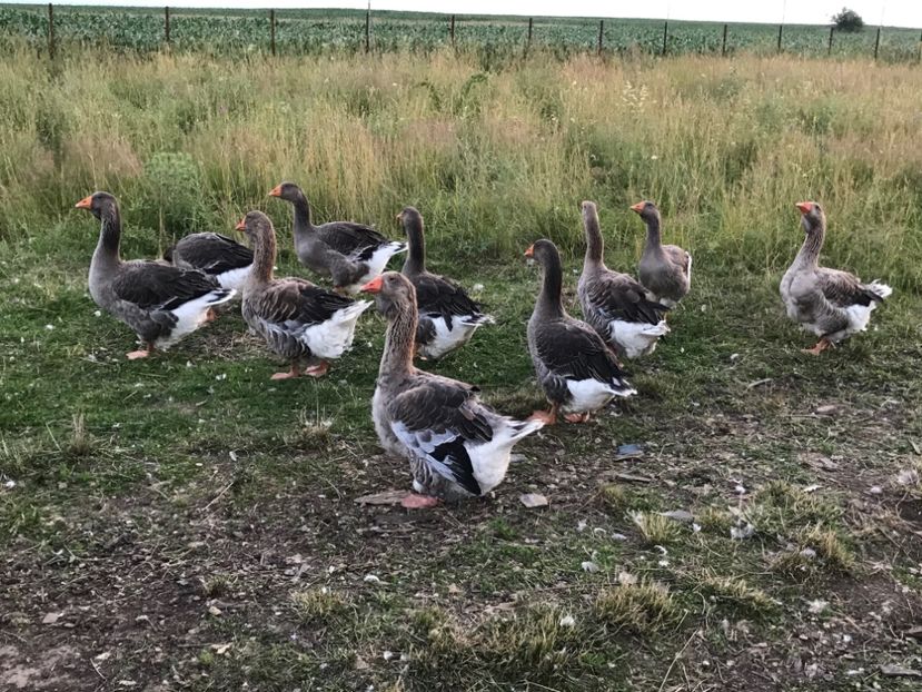 D3A3482A-43EC-42B8-92BD-B64192C91C99 - GASTE TOULOUSE