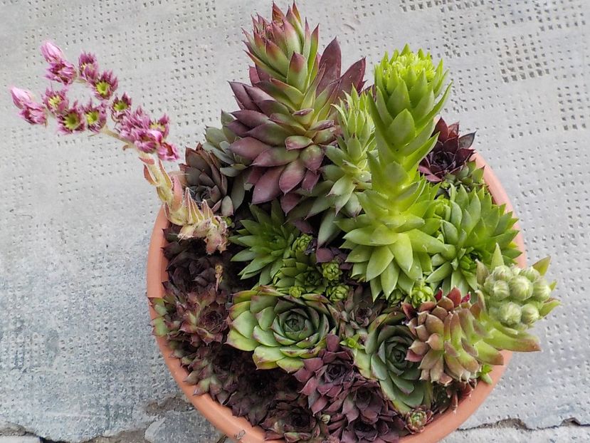  - Genul Sempervivum