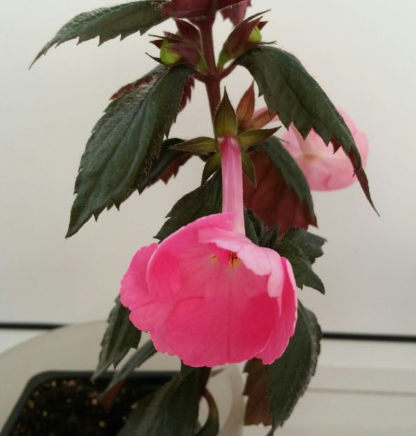 20200630_065933-1 - Madame Bovary