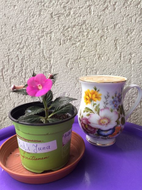 Bună dimineața! - BriDs Juna