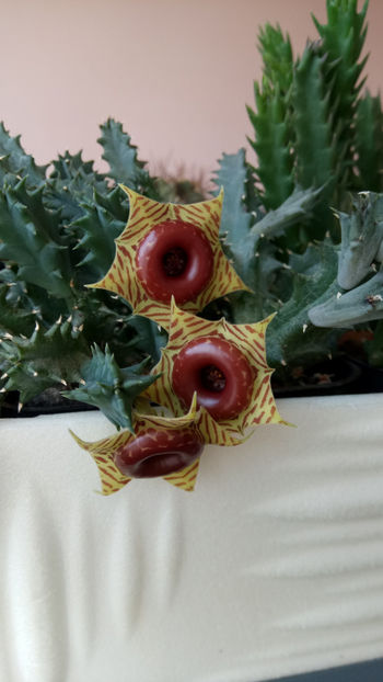 30.06.2020 - Huernia zebrina