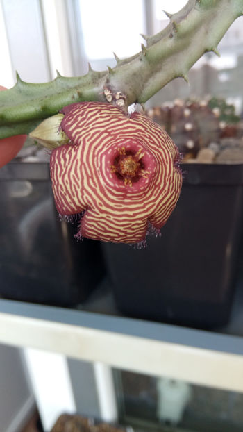 30.06.2020 - Stapelia revoluta v tigrida