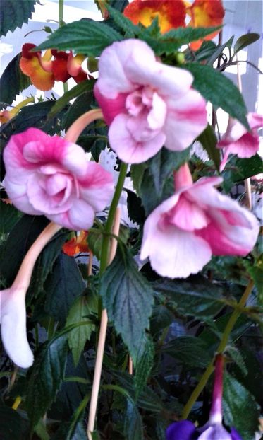  - colectia mea de achimenes 001 2020