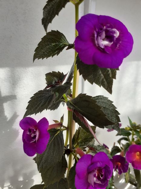  - PURPLE MYSTERY