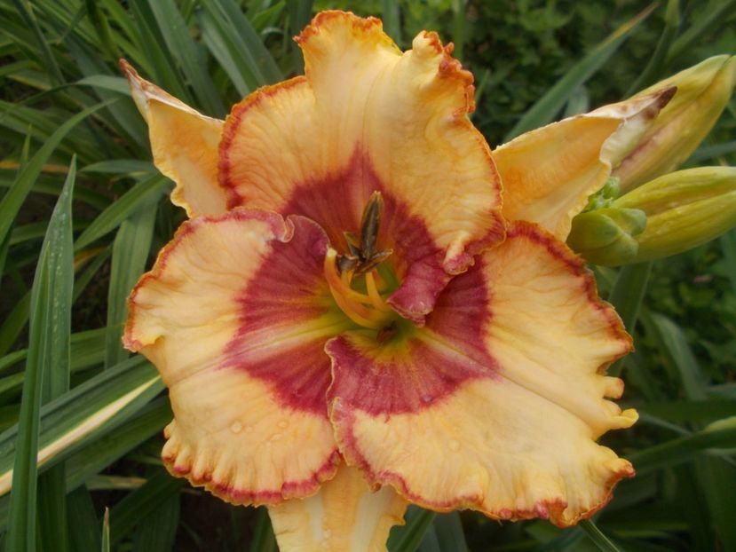 SPACECOAST DRAGON PRINCE - Hemerocallis 2020