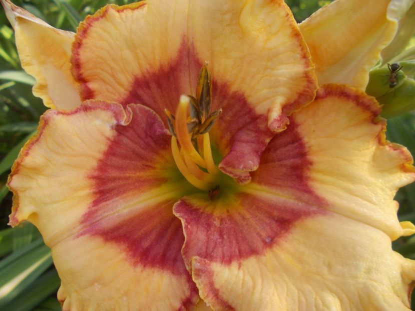  - Hemerocallis 2020