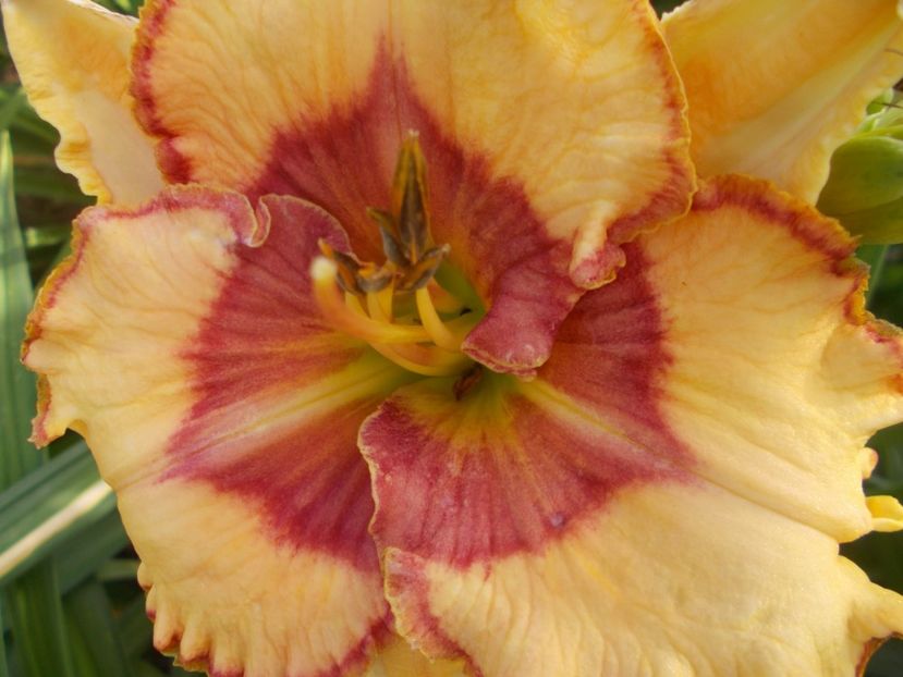  - Hemerocallis 2020