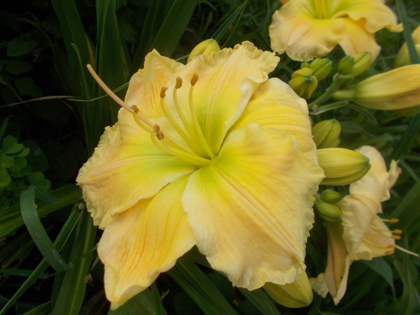  - Hemerocallis 2020