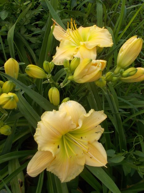  - Hemerocallis 2020