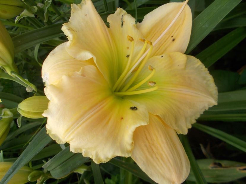  - Hemerocallis 2020