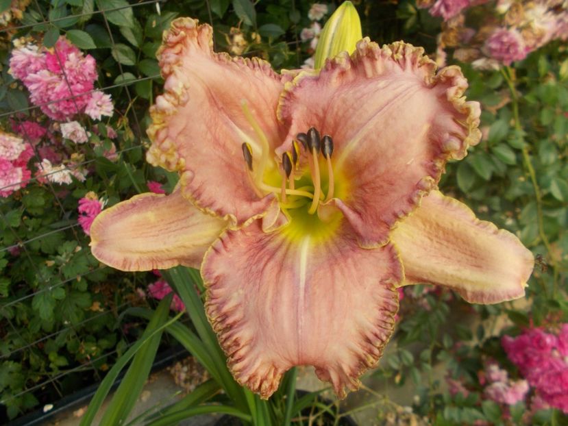 MAGIC LAKE - Hemerocallis 2020