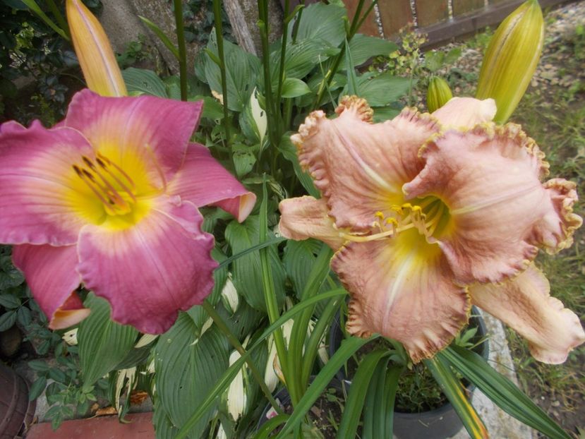 - Hemerocallis 2020