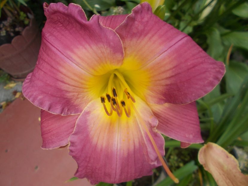  - Hemerocallis 2020