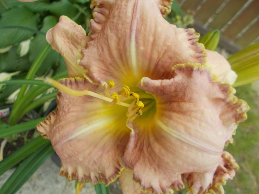  - Hemerocallis 2020