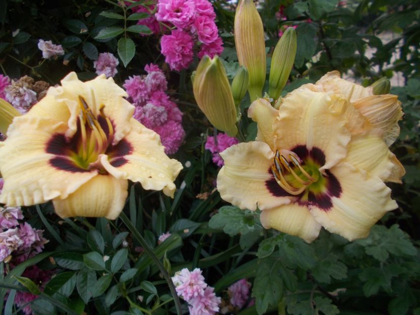 ELFIN ESCAPADE - Hemerocallis 2020