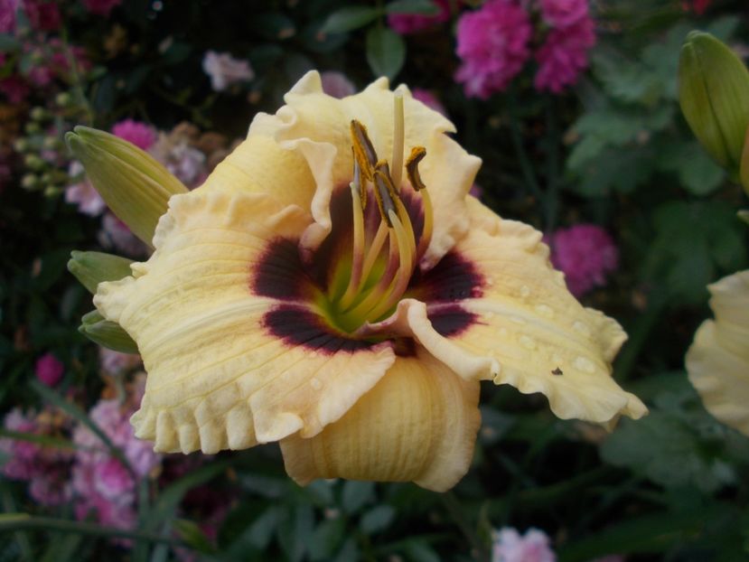  - Hemerocallis 2020