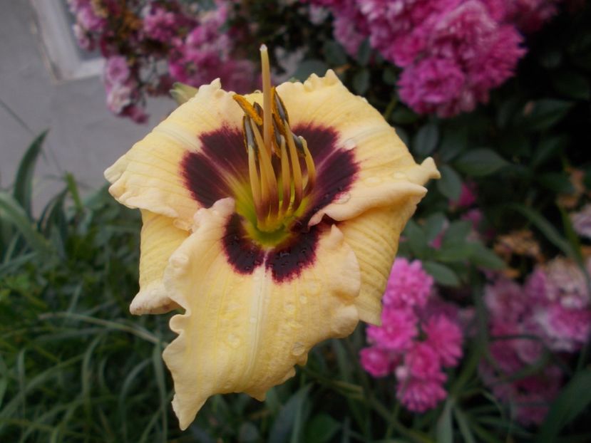  - Hemerocallis 2020