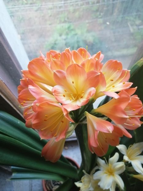  - CLIVIA