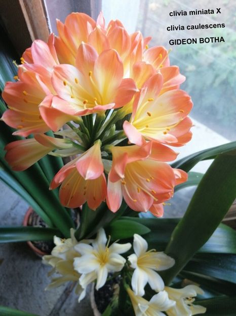  - CLIVIA