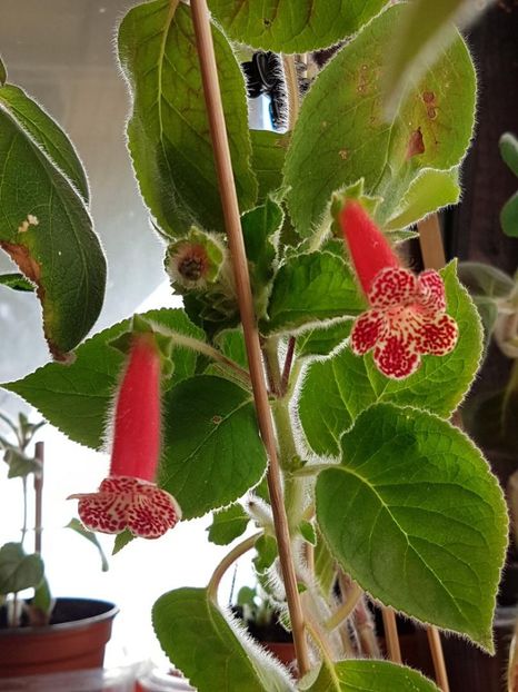 Bibii - KOHLERIA 2020