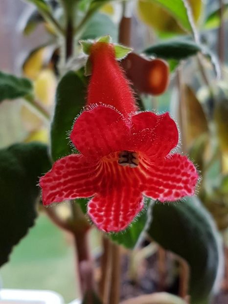 Eriantha - KOHLERIA 2020