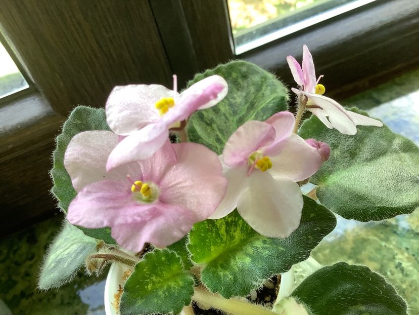 F8DC6614-C5EA-4903-AE2A-3E395CBC2BC7 - Genetic Blush