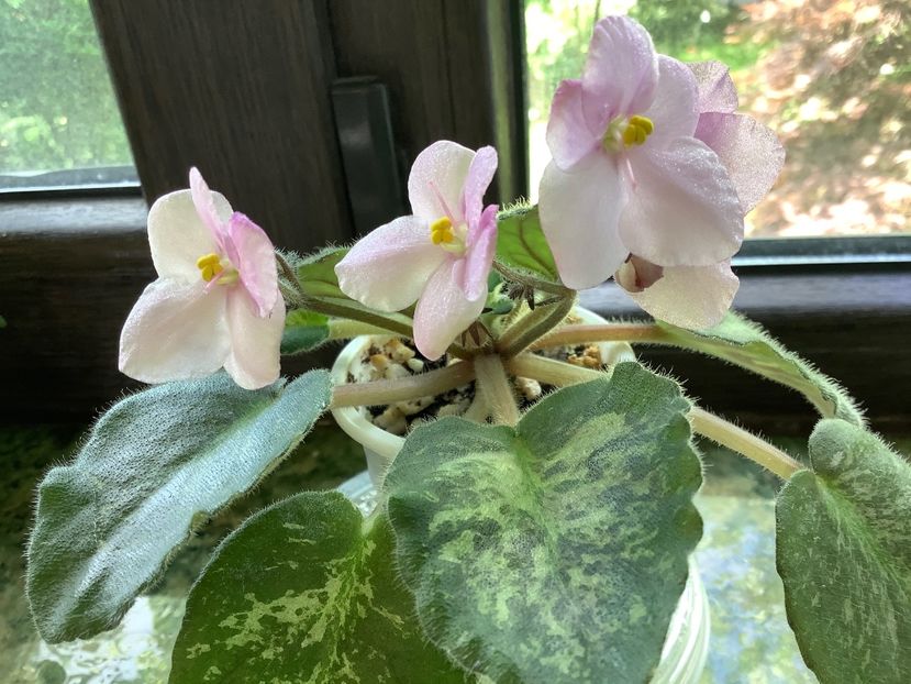 2DBDB4A3-670F-489B-9239-DCE657609CDE - Genetic Blush