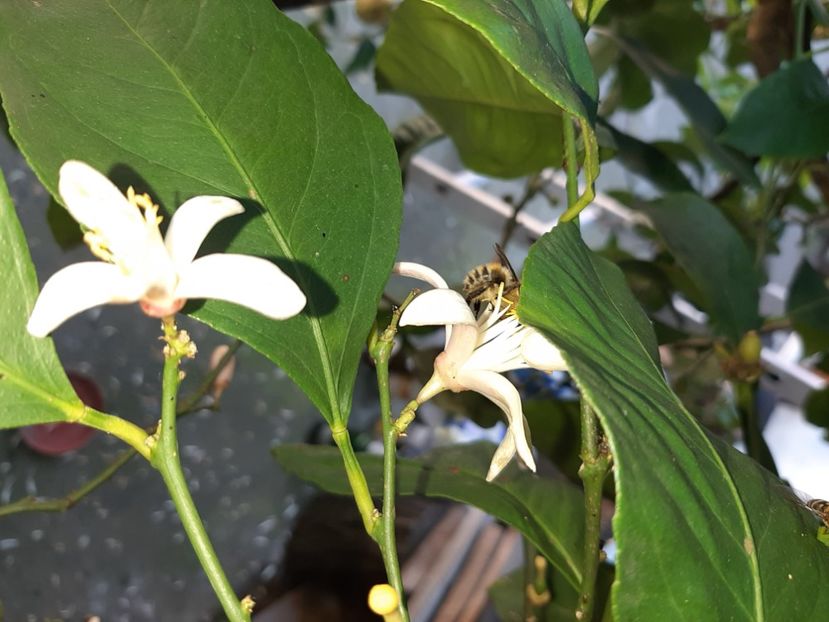  - La țară în iunie 2020