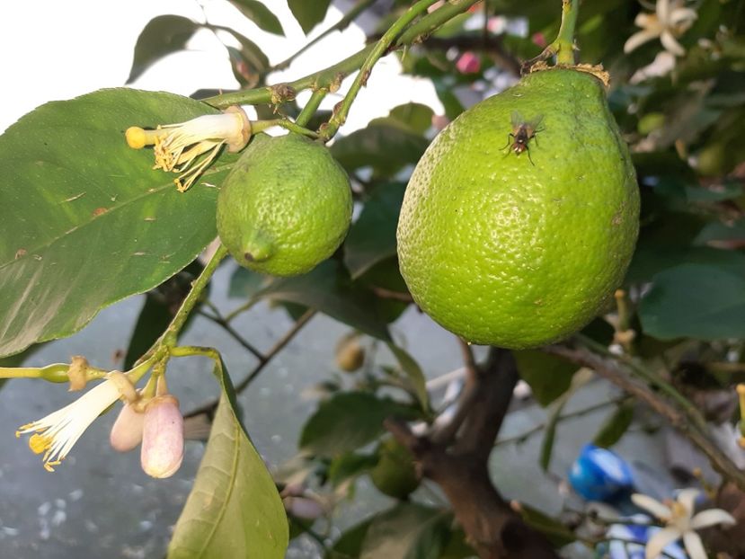  - La țară în iunie 2020