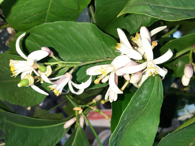  - La țară în iunie 2020