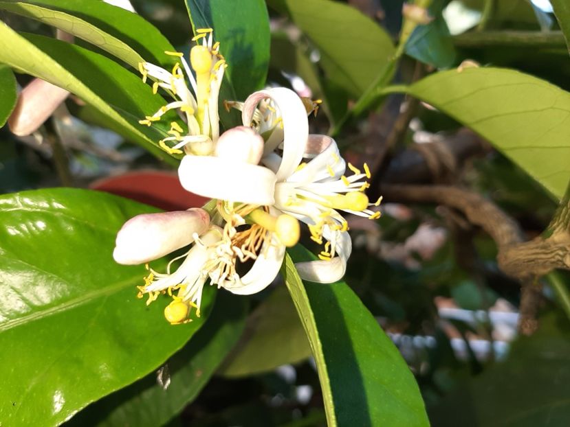  - La țară în iunie 2020