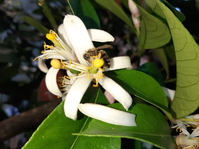  - La țară în iunie 2020