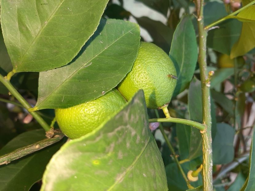  - La țară în iunie 2020