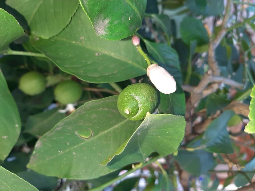  - La țară în iunie 2020