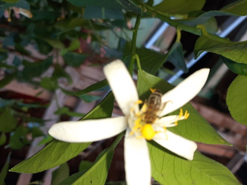  - La țară în iunie 2020