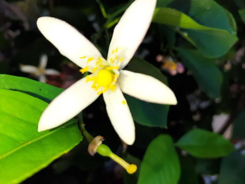  - La țară în iunie 2020